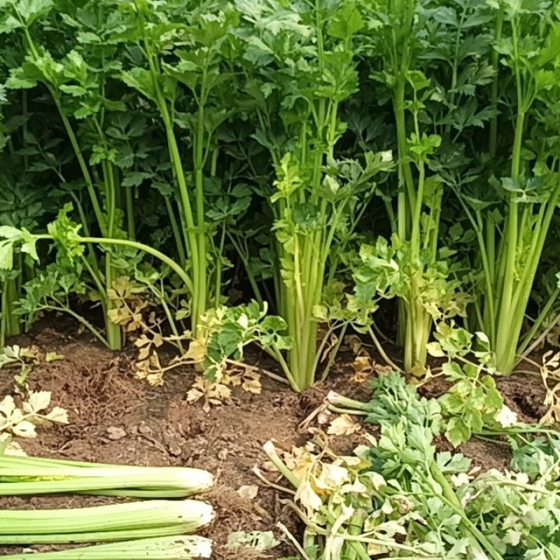 芹菜大量上货中