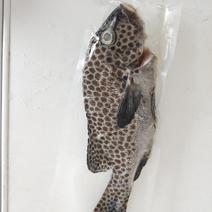 胡椒鲷-西沙群岛胡椒鲷-冷冻花斑批发-赤点石斑鱼供应