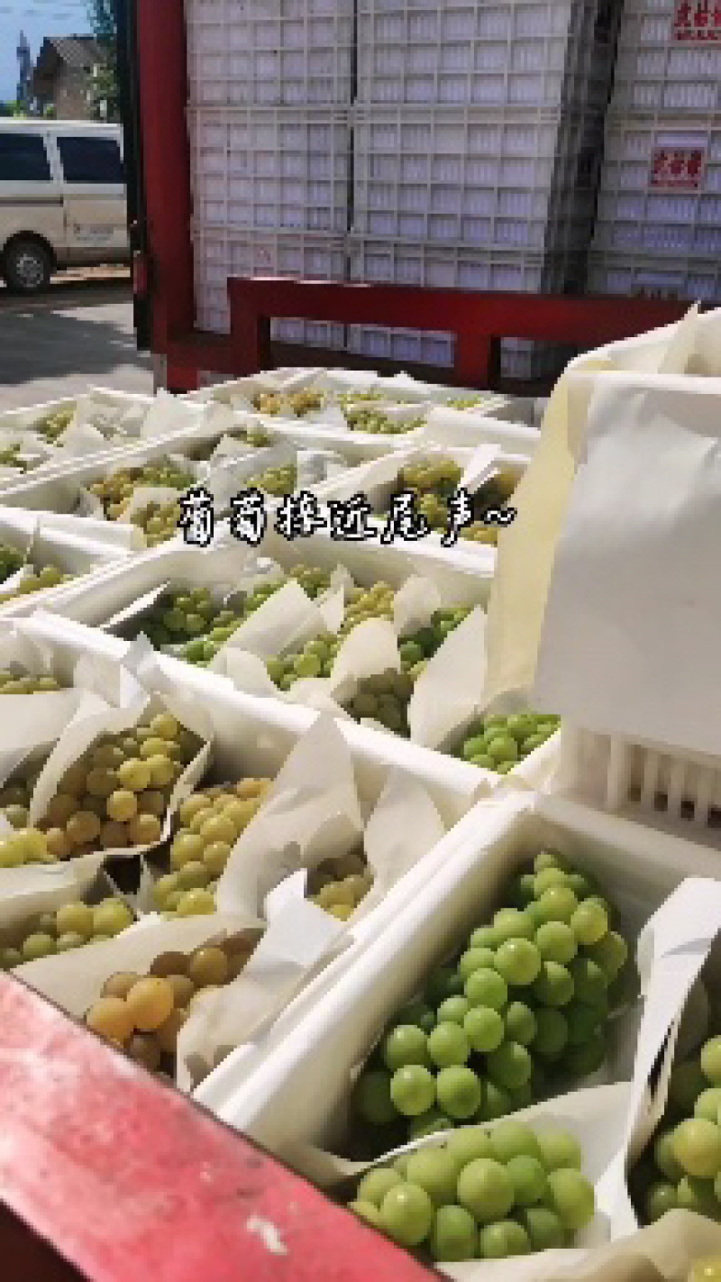 果汁水晶葡萄，产地直销，大面积种植水晶葡萄，货源充足。