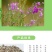 花棒种子，岩黄耆抗寒抗旱抗风沙耐热耐瘠薄喜沙区荒漠生半灌