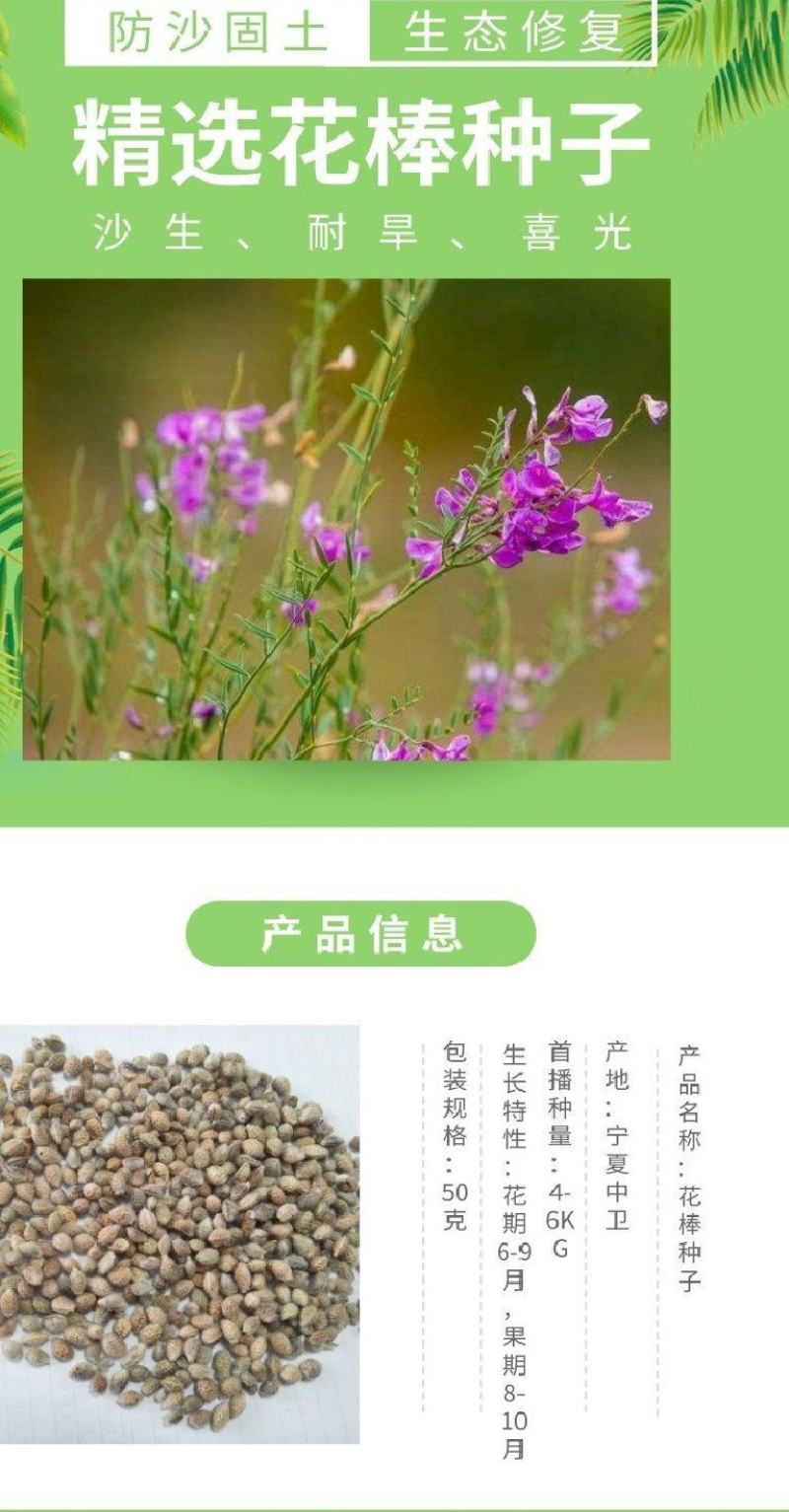 花棒种子，岩黄耆抗寒抗旱抗风沙耐热耐瘠薄喜沙区荒漠生半灌