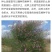 花棒种子，岩黄耆抗寒抗旱抗风沙耐热耐瘠薄喜沙区荒漠生半灌