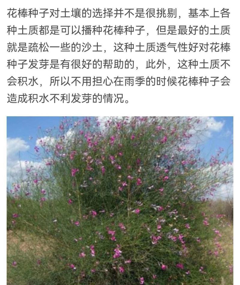 花棒种子，岩黄耆抗寒抗旱抗风沙耐热耐瘠薄喜沙区荒漠生半灌