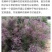 花棒种子，岩黄耆抗寒抗旱抗风沙耐热耐瘠薄喜沙区荒漠生半灌