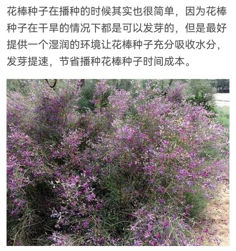 花棒种子，岩黄耆抗寒抗旱抗风沙耐热耐瘠薄喜沙区荒漠生半灌