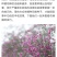 花棒种子，岩黄耆抗寒抗旱抗风沙耐热耐瘠薄喜沙区荒漠生半灌