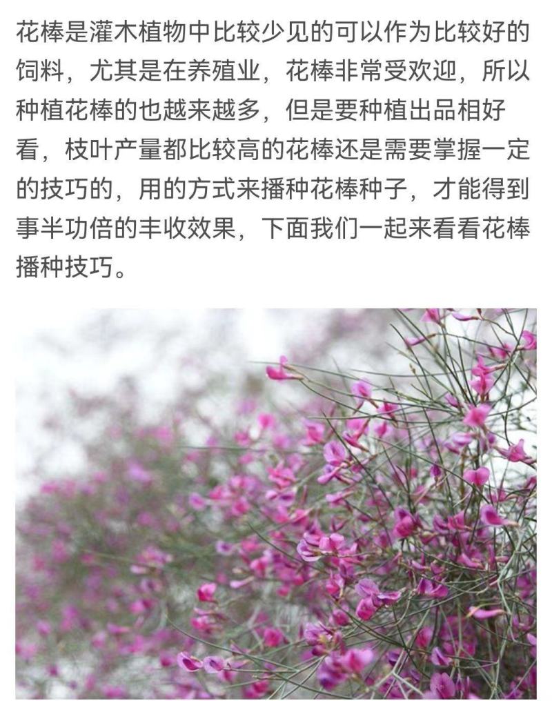 花棒种子，岩黄耆抗寒抗旱抗风沙耐热耐瘠薄喜沙区荒漠生半灌