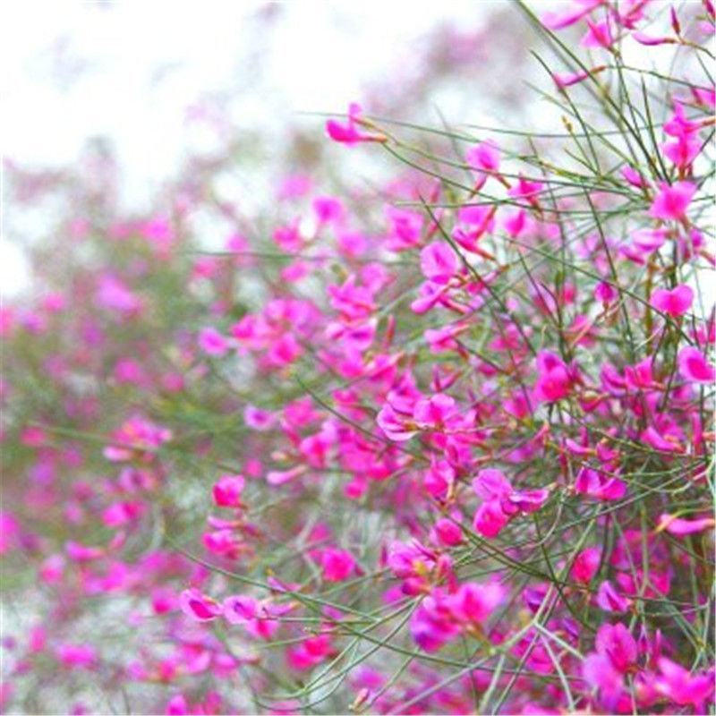花棒种子，岩黄耆抗寒抗旱抗风沙耐热耐瘠薄喜沙区荒漠生半灌