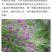 花棒种子，岩黄耆抗寒抗旱抗风沙耐热耐瘠薄喜沙区荒漠生半灌
