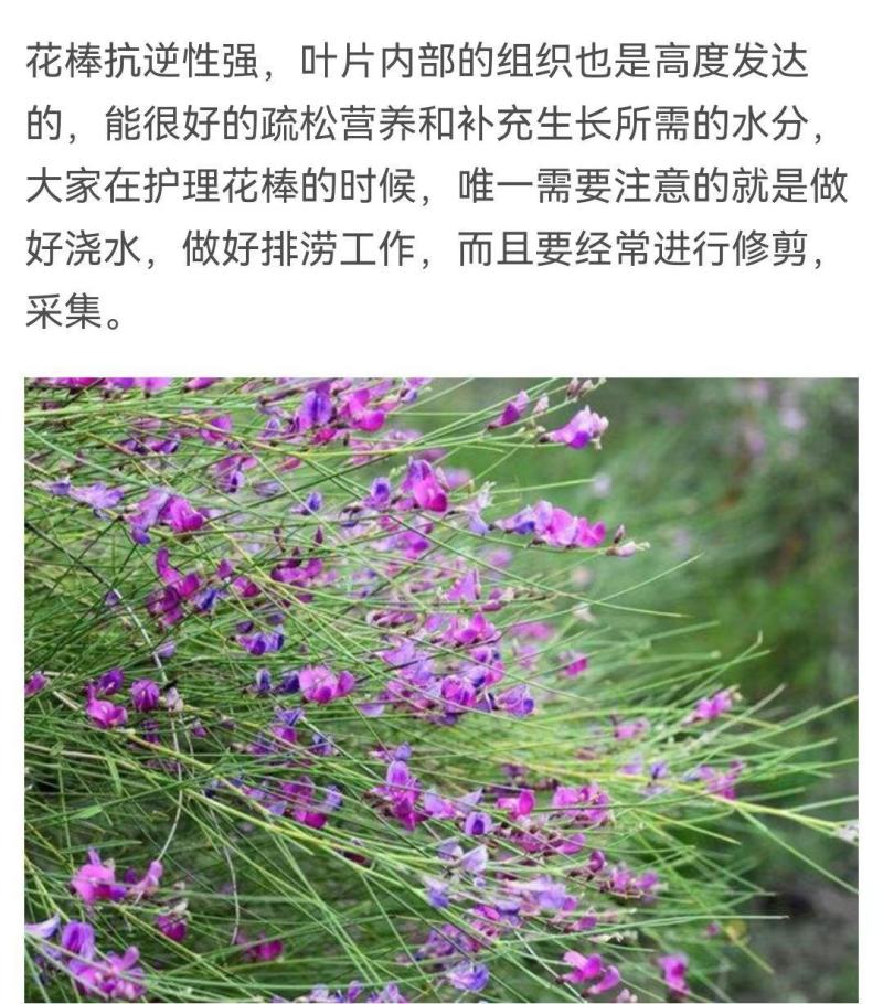 花棒种子，岩黄耆抗寒抗旱抗风沙耐热耐瘠薄喜沙区荒漠生半灌