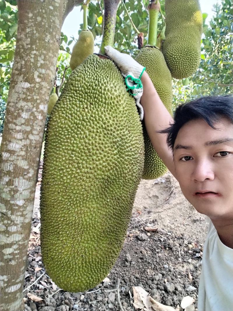 荔枝，龙眼，菠萝蜜，鸡蛋果，红毛丹