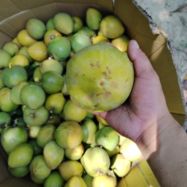 荔枝，龙眼，菠萝蜜，鸡蛋果，红毛丹