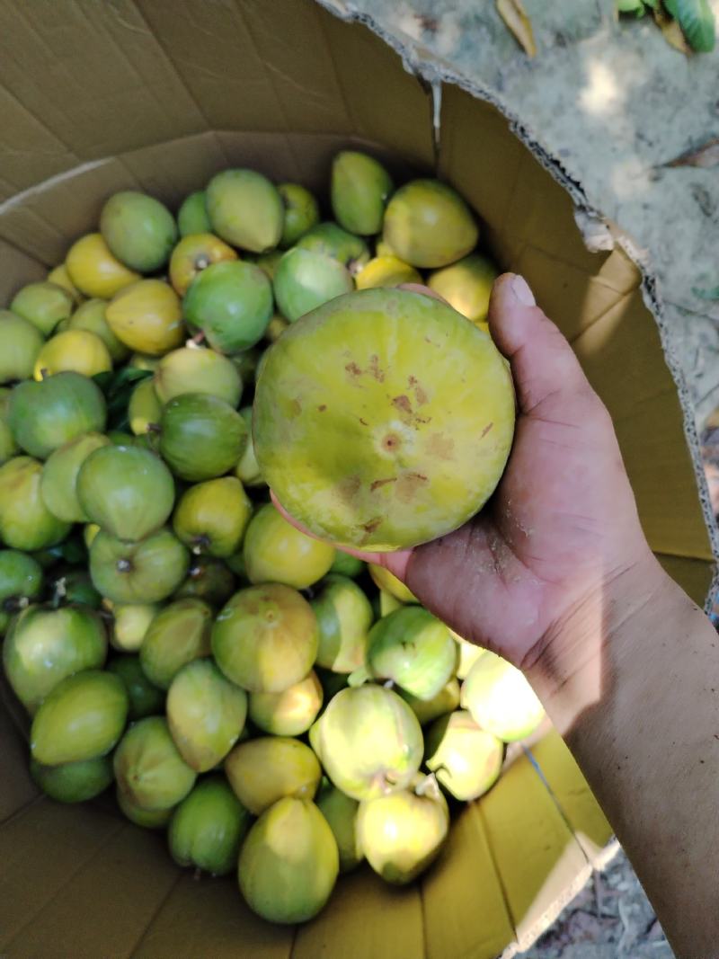 荔枝，龙眼，菠萝蜜，鸡蛋果，红毛丹