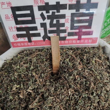 中药材旱莲草新货货源充足批发零售保证质量