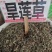 中药材旱莲草新货货源充足批发零售保证质量