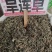 中药材旱莲草新货货源充足批发零售保证质量