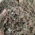 中药材旱莲草新货货源充足批发零售保证质量
