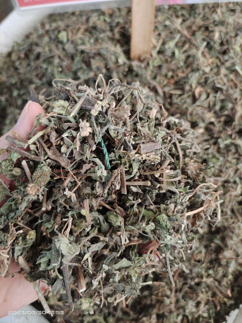 中药材旱莲草新货货源充足批发零售保证质量