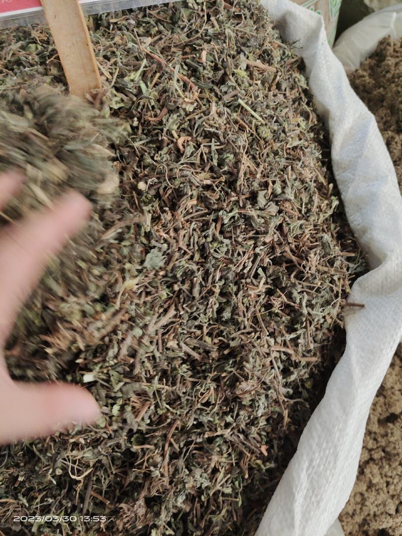 中药材旱莲草新货货源充足批发零售保证质量