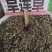 中药材旱莲草新货货源充足批发零售保证质量
