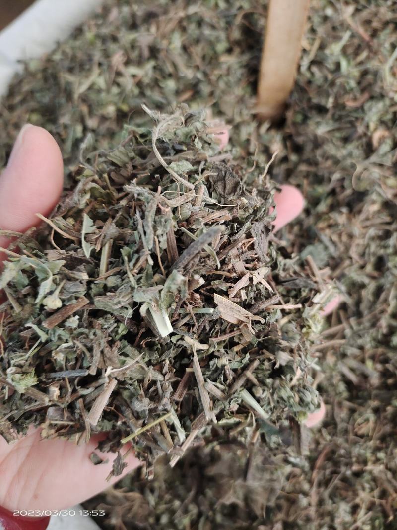 中药材旱莲草新货货源充足批发零售保证质量
