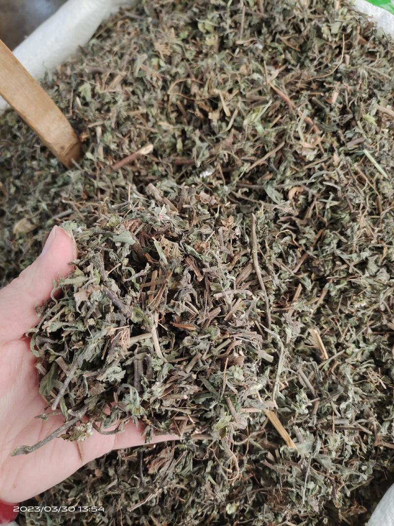 中药材旱莲草新货货源充足批发零售保证质量