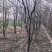 精品占地苹果树走量全部清地处理需要联系价格便宜可先看货