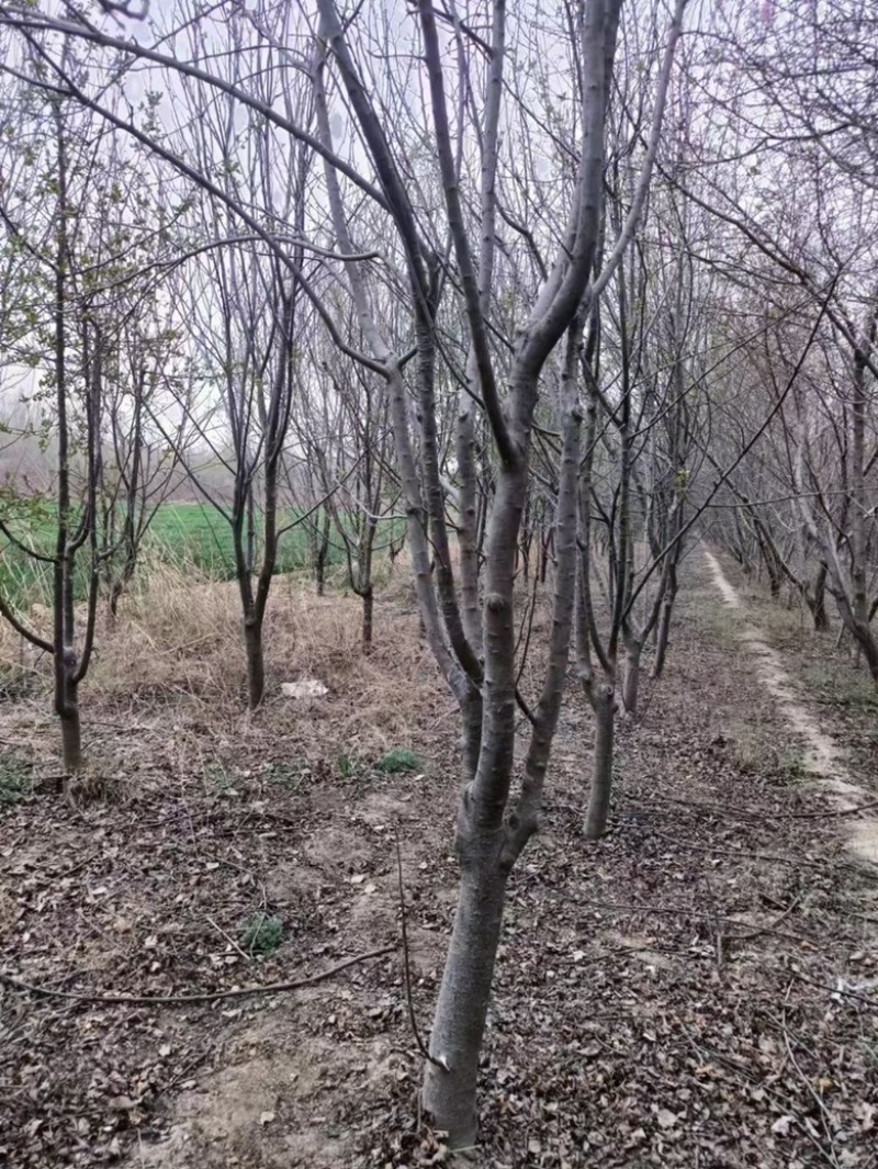 精品占地苹果树走量全部清地处理需要联系价格便宜可先看货