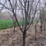 精品占地苹果树走量全部清地处理需要联系价格便宜可先看货