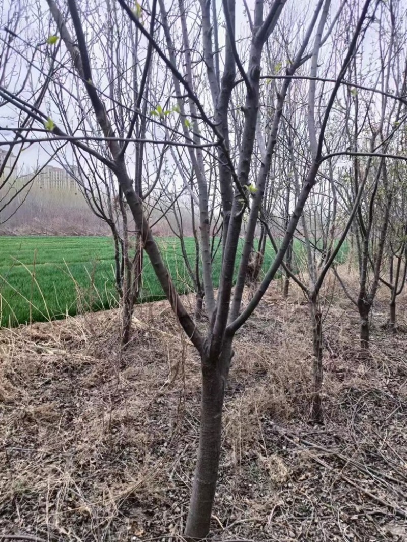 精品占地苹果树走量全部清地处理需要联系价格便宜可先看货