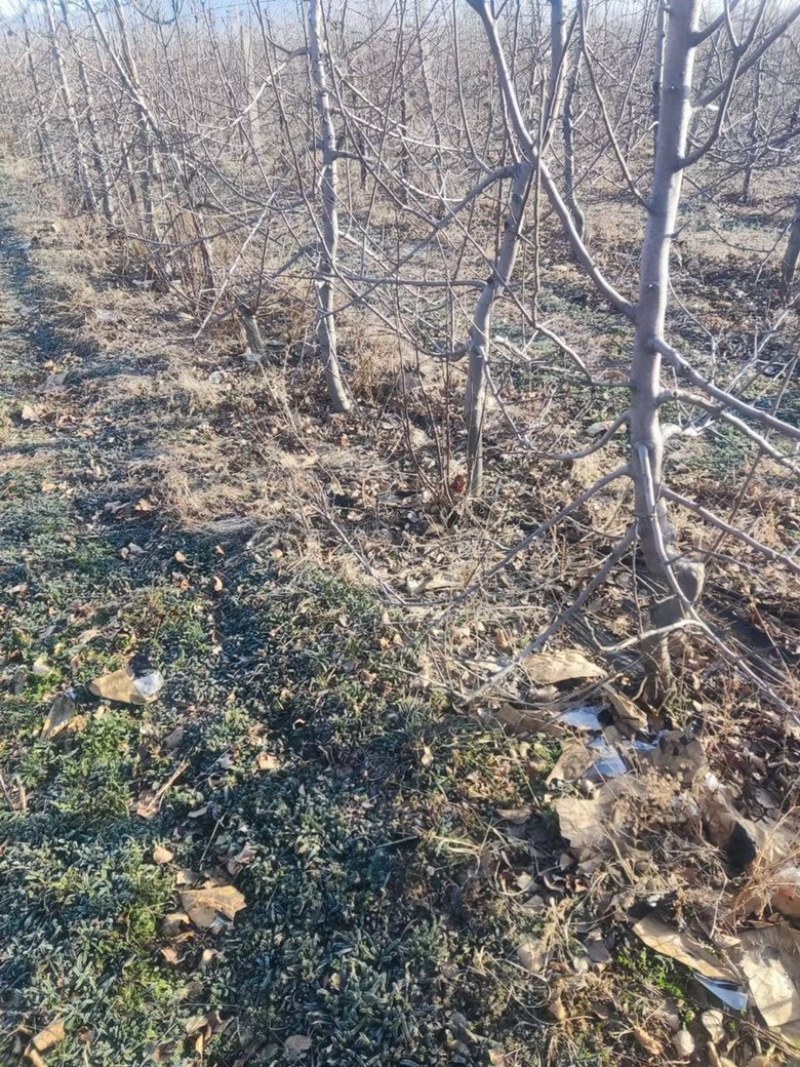 精品占地苹果树走量全部清地处理需要联系价格便宜可先看货