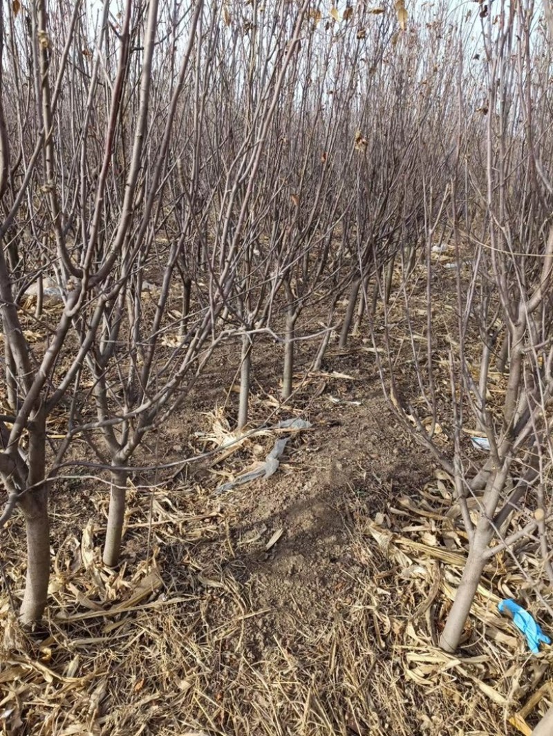 精品占地苹果树走量全部清地处理需要联系价格便宜可先看货