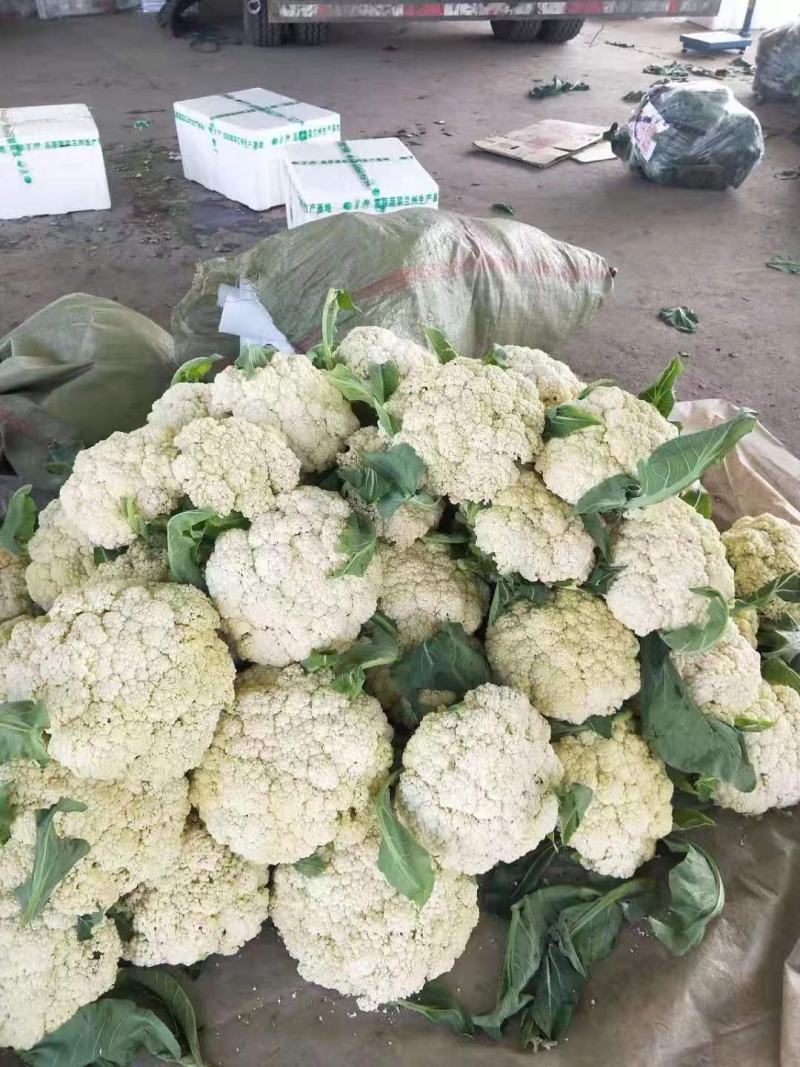 【实力】焦作博爱松花菜-量大从优-价格优惠-可视频看货
