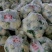 【实力】焦作博爱松花菜-量大从优-价格优惠-可视频看货