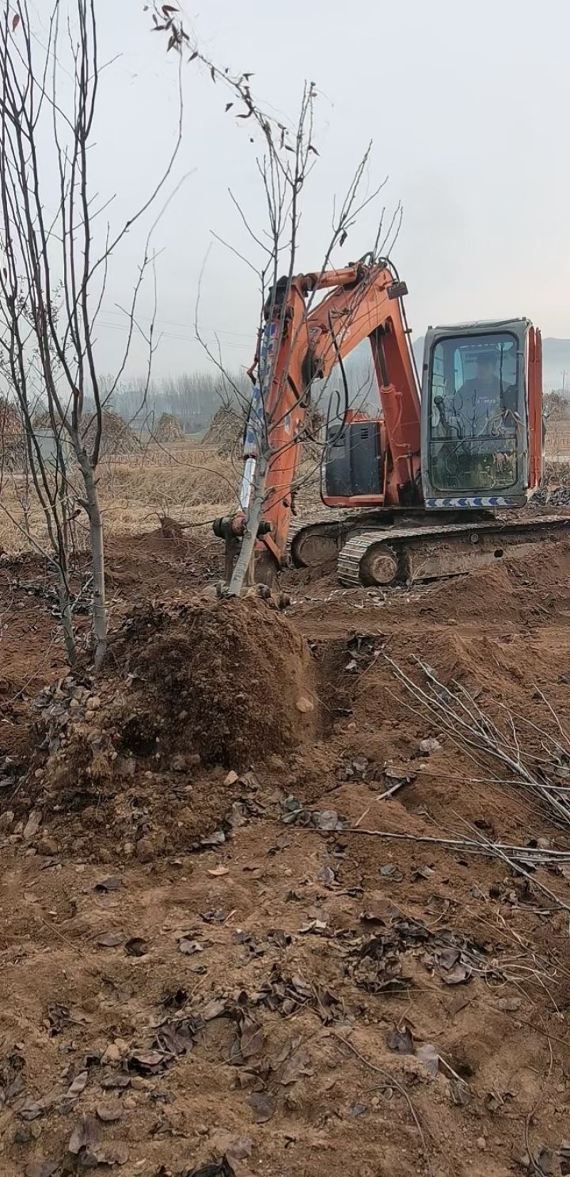 精品占地苹果树走量全部清地处理需要联系价格便宜可先看货