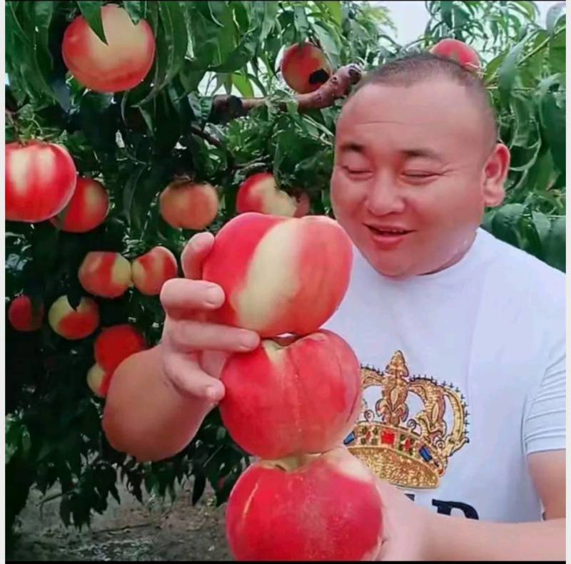 红桃树苗果红桃嫁接桃苗当年结果南方北方种植