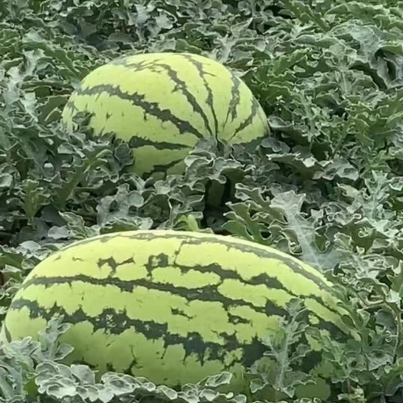 宁夏硒砂瓜宁夏西瓜代办中卫西瓜代办银川西瓜代办