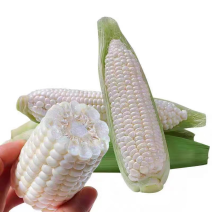 广东白糯玉米🌽颗粒饱满口感好全国