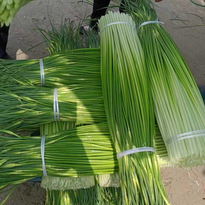 蒜苔量大掉价中，白帽红帽都有，不泡水干苔，诚信经营。