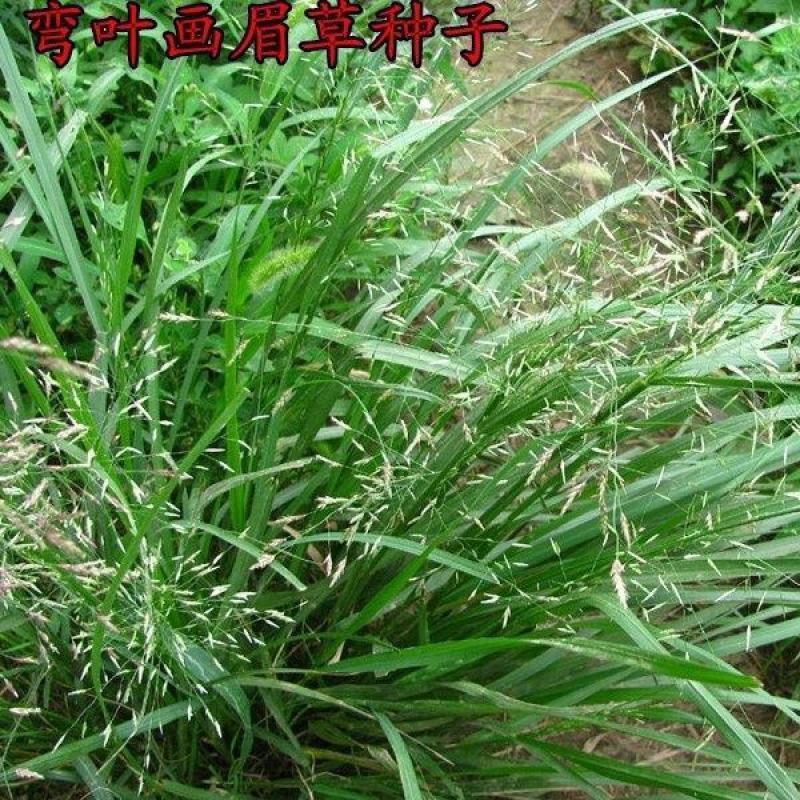 弯叶画眉草种子绣花草耐热耐寒耐旱庭院多年生观赏草草本