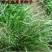 弯叶画眉草种子绣花草耐热耐寒耐旱庭院多年生观赏草草本