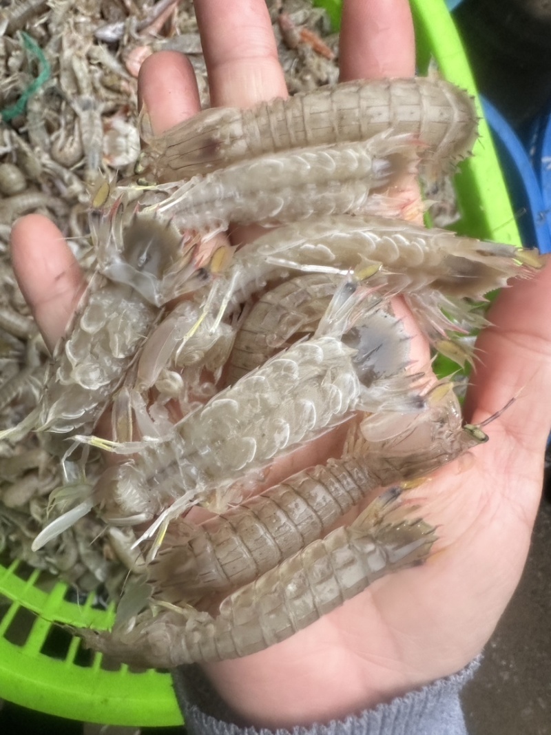 十公分以下小琵琶虾一手货源全国发货量大价优欢迎