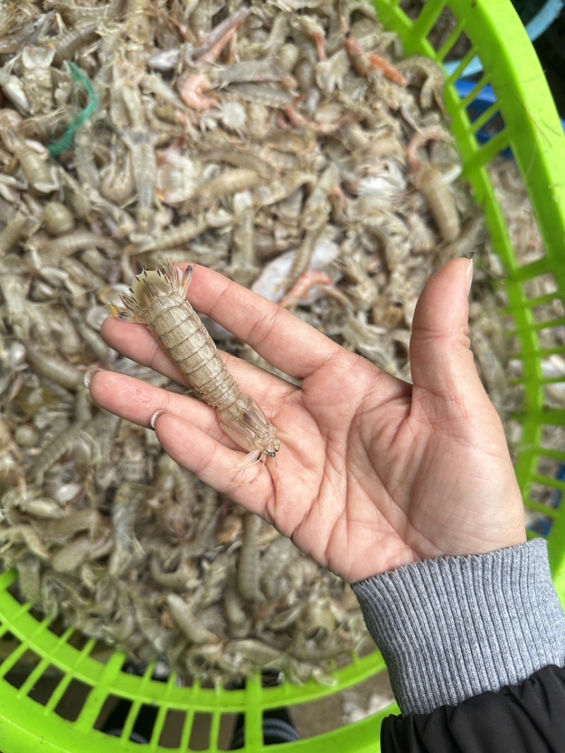 十公分以下小琵琶虾一手货源全国发货量大价优欢迎