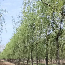 8-25公分精品垂柳本基地大量供应退林还耕低价处理速度