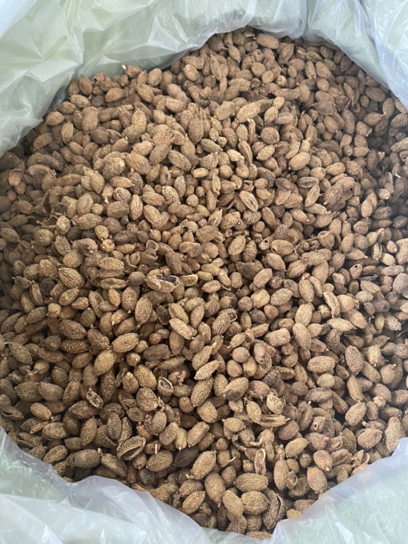 优质壳砂仁颗粒饱满广西玉林药材香料批发