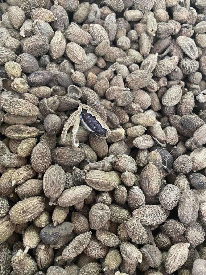 优质壳砂仁颗粒饱满广西玉林药材香料批发
