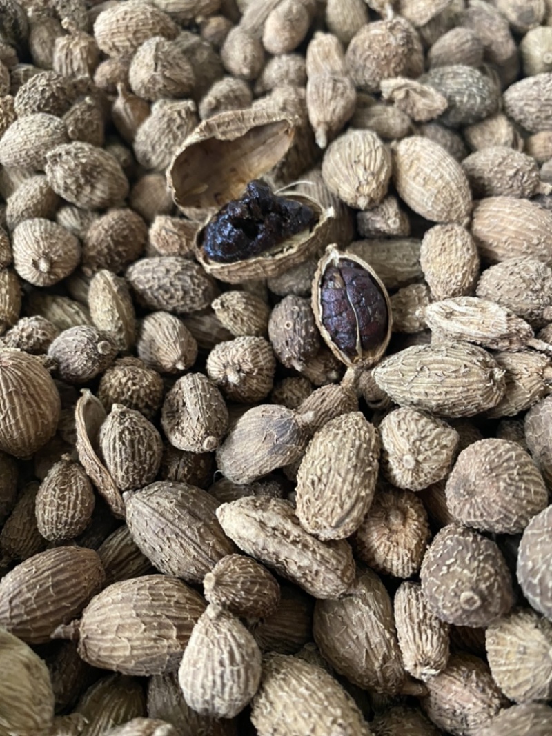 优质壳砂仁颗粒饱满广西玉林药材香料批发