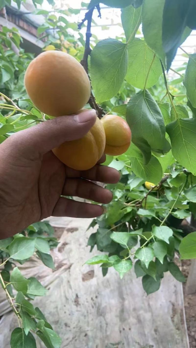 河南安阳金太阳杏黄杏酸甜可口大量上市大量出售量大从优