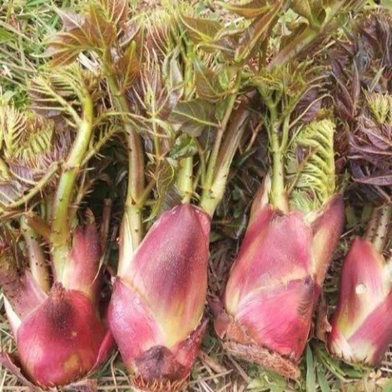 【精品】东北刺嫩芽一年苗，苗圃直售，量大从优，低价出售！