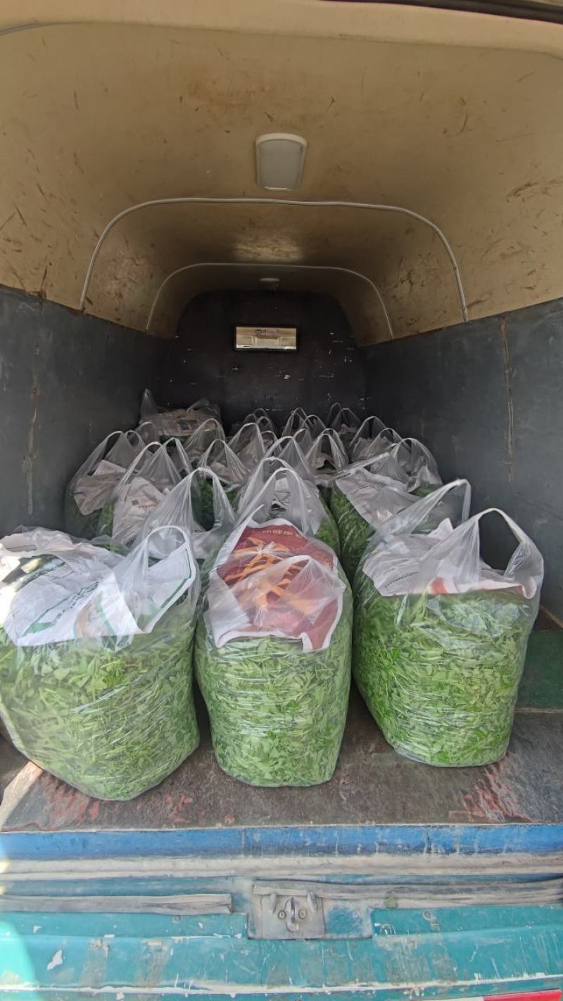 基地直供生态新鲜枸杞芽，每天现采现发！冷链发全国！
